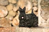 SCOTTISH TERRIER 143